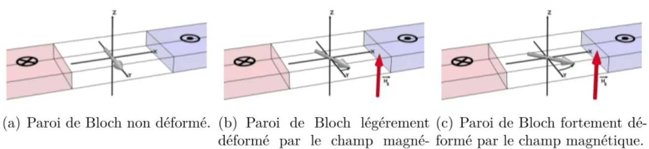 Figure 1.6 – Illustration de la déformation d’une paroi causée par le champ magnétique H Z