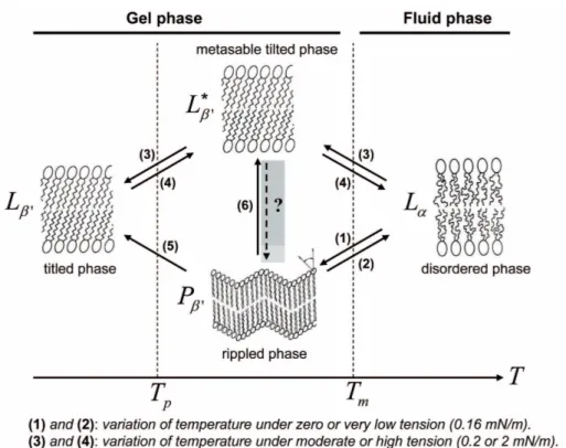 Figure 2.10: Phase diagram of lipid membranes for DMPC vesicles as function of the stress history (adapted from [Lipowsky and Sackmann, 1995, Evans and Needham, 1987, Needham and Evans, 1988]).