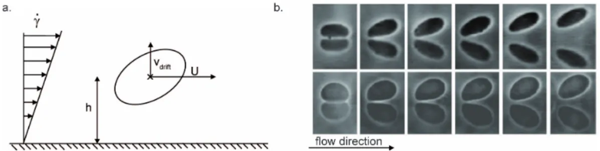 Figure 5.9: Drift of deformable objects submitted to a shear flow near a wall. (a) Definition of the parameters