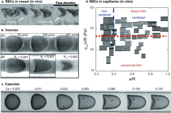 Figure 5.11: Steady shapes adopted by vesicles, capsules and red blood cells flowing in capillaries.