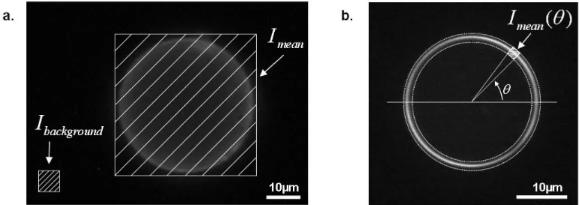 Figure 6.8: Principle of the fluorescence measurements. (a) the total fluorescence emitted by a vesicle and (b) fluorescence emitted by a point of the membrane.