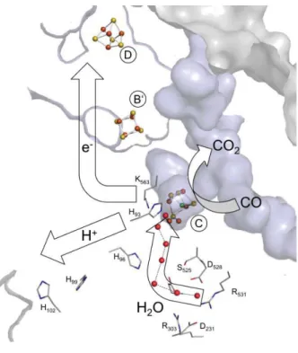 Figure 17.  Proposed channels involved in the access and transfer of products and substrates