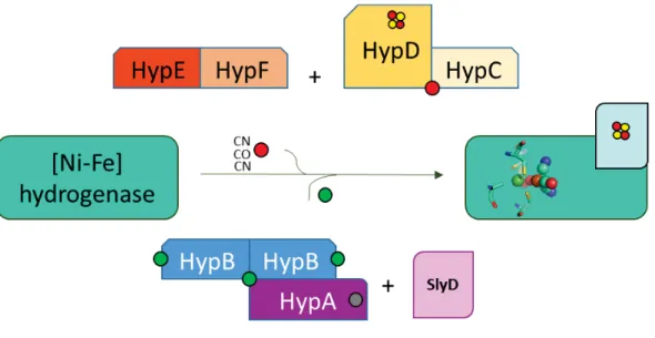 Figure 22.  Over simplified allegedly maturation mechanism for [Ni-Fe]-hydrogenase. Adapted from  88 