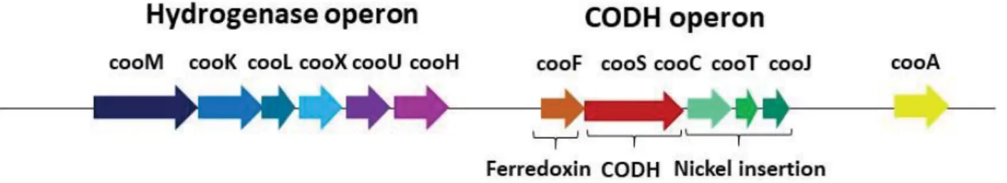 Figure 27.  Hydrogenase (cooMKLXUH) and CODH (cooFSCTJ) operons regulated via transcriptional activator CooA  in R