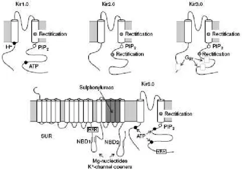 Figure 9 : Exemples de  topologies de canaux Kir. Chaque sous-unité est constituée de deux  domaines  transmembranaires  reliés  par  une  boucle  formant  le  pore