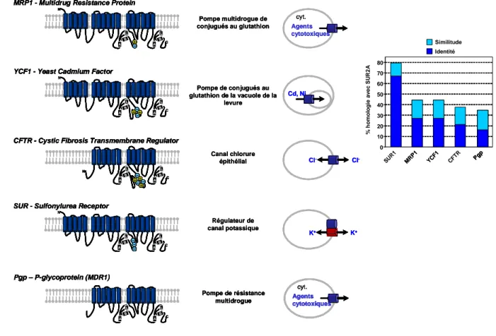 Figure 19 : Topologie et fonction des homologues de SUR de la sous-famille ABCC (MRP1,  YCF1, CFTR) et de la P-glycoprotéine (Pgp), et pourcentages d’identité avec SUR2A