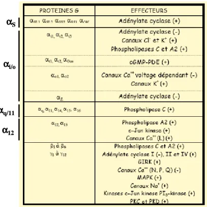 Tableau  6  :  Principales  sous-unités  des  protéines  G  et  leurs  effecteurs.  (+):  stimulation  de  l’activité; (-): inhibition de l’activité