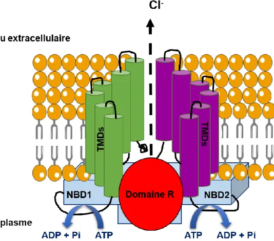 Figure 2 : Structure de la protéine CFTR. TMDs : TransMembrane Domain,  NBD : Nucleotide Binding Domain, Domaine R : Régulateur.