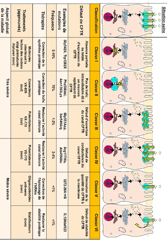 Figure 4 : Classification des mutations de CFTR. Schéma adapté de &#34;Progress  in therapies for cystic fibrosis