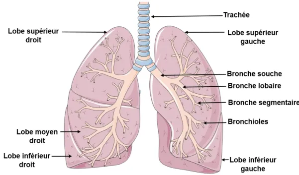 Figure 9 : Structure générale des poumons humains. 
