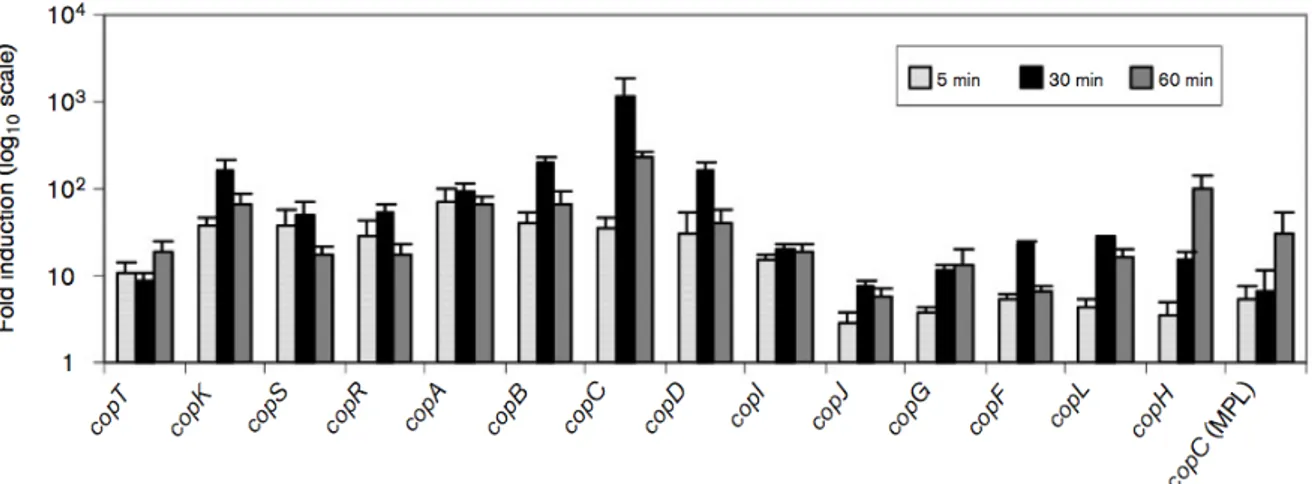 Figure 30 : Taux d’expression de certains gènes cop en fonction du temps après induction avec 0,4 mM Cu(II)  (Monchy, S