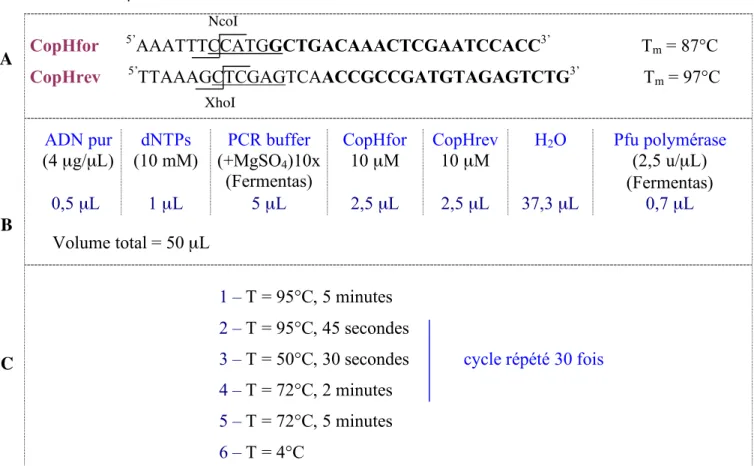 Tableau  9 :  (A)  Amorces  de  PCR  utilisées  pour  le  clonage  du  gène  copH.  Les  sites  de  coupure  des  enzymes  de  restriction  sont  soulignés  (copHfor :  NcoI ;  copHrev :  XhoI),  la  partie  codante  du  gène  est  représentée  en  gras