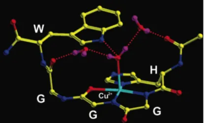 Figure  9 :  Modèle  de  liaison  entre  le  cuivre  et  les  segments  octapeptidiques  (PHGGGWGQ)  proposé  d’après les premières études RPE (Aronoff-Spencer,  E