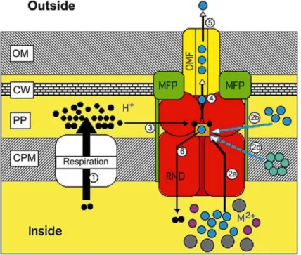 Figure  26 :  Mécanisme  modèle  de  fonctionnement  des  protéines  RND.  L’action  des  protéines  RND  utilise  l’énergie  des  protons  (ronds  noirs)  d’abord  expulsés  par  la  chaîne  respiratoire  (1)