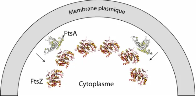 Figure 4 : Assemblage des protéines FtsZ et FtsA à la membrane plasmique. FtsA, en gris, est ancrée à la  membrane par une hélice C-terminale qui n’est pas représentée dans la structure (code PDB 1e4g)