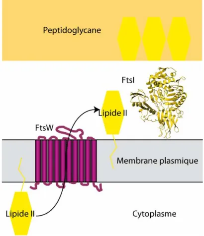 Figure 6 : Assemblage de FtsW et FtsI à la membrane plasmique. La protéine FtsW (en violet) permettrait le  transport  du  lipid  II  (en  jaune  vif)  du  côté  externe  de  la  membrane  plasmique,  pour  que  FtsI  (en  jaune,  code  PDB : 1qme) l’intèg