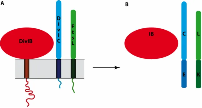 Figure 20 : Schéma représentant le système de protéines utilisées. Les protéines recombinantes IB (en rouge),  EC (en bleu) et KL (en vert) (B), ont été construites à partir des protéines DivIB (en rouge), DivIC (en bleu) et  FtsL (en vert) de S