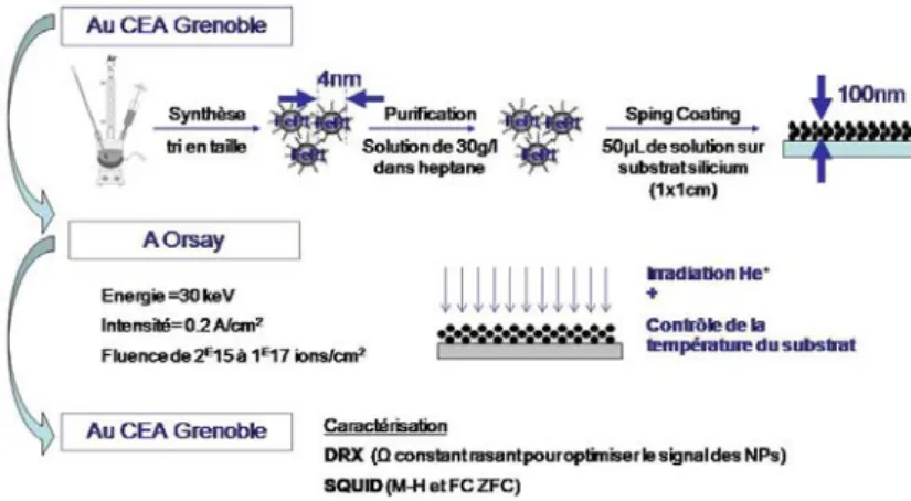 Figure 1 : Etapes des expériences sur les irradiations.    