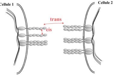 Figure 4 : Représentation des interactions parallèles (cis) et anti-parallèles (trans) entre les do- do-maines extracellulaires de cadhérines.