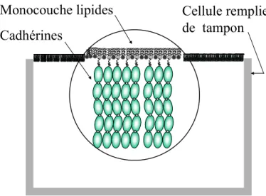 Figure 12 : Monocouche de protéines ancrées à une monocouche de lipides à la surface de l'eau.