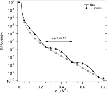 Figure 21 : Comparaison des courbes de réflectivité calculées sur une interface (deux phases : eau, air) et sur un système à deux interfaces (trois phases : eau, lipides, air).