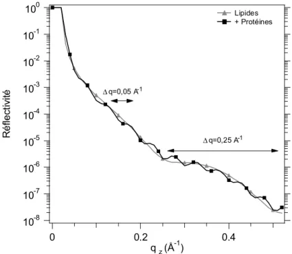 Figure 22 : Comparaison des courbes de réflectivité calculées sur un système à deux ou trois interfaces : c’est-à-dire trois phases (eau, lipides, air) ou quatre phases (eau, protéines, lipides, air).