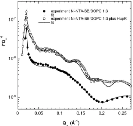 Figure 24 : Courbes de réflectivité mesurées et calculées sur une monocouche du mélange de li- li-pides Ni-NTA-BB:DOPC (1:3) seuls et avec la protéine HupR ancrée aux lili-pides [Courty 2002].