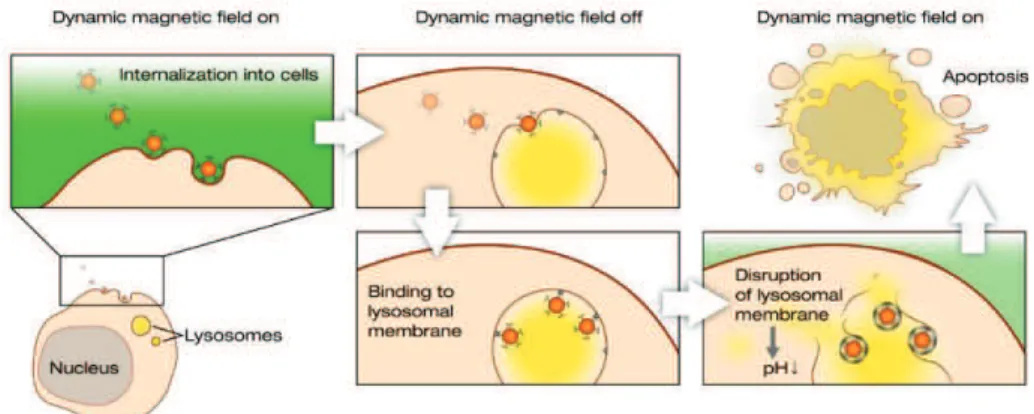 Figure  12.  Schéma  de  principe  du  déclenchement  de  l’apoptose  de  cellules  cancéreuses  par  effet  magnéto-mécanique de particules magnétiques attachées à la membrane des cellules
