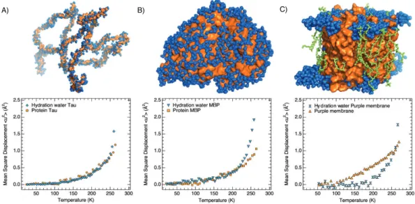 Figure 1.10: Protein-water dynamical coupling for diﬀerent protein classes. The lower panels show mean square displacements (representative of the dynamics of the considered atoms) of hydration water and proteins