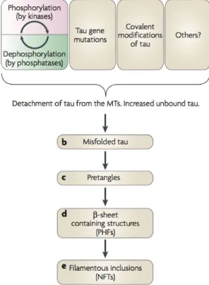 Figure 1.11: Schematic view of a possible aggregation pathway, extracted from (Ballatore et al., 2007)