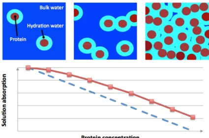 Figure 2.7: Bottom : Schematic representation of the absorption of a protein solution, as a function of protein concentration, assuming two (blue dash line) or three (red full line) absorbing components