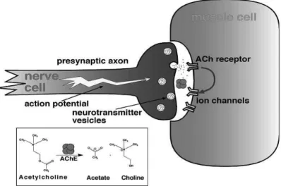 Figure 1.1: Schematic representation of a neuromuscular junction. AChE is found in the synaptic cleft and restores transmission by hydrolyzing neurotransmitter  acetyl-choline (ACh).