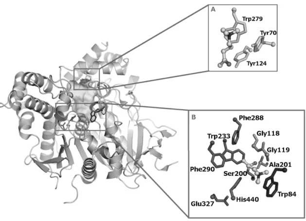 Figure 1.2: The 3-dimensional structure of TcAChE (Sussman et al., 1991). The catalytic triad is shown in red sticks at the core of the enzyme