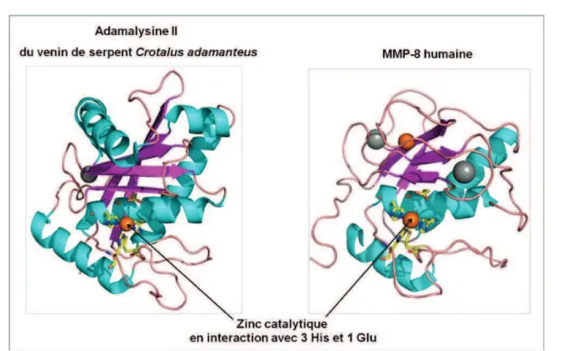 Figure III : Structures 3D de ladamalysine II issue du venin du serpent Crotalus adamanteus (code PDB 1IAG) et de la MMP- MMP-8 humaine (code PDB 3DPE)
