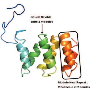 Figure I.9 : Structure 3D dune protéine de type Heat Repeat, MTH187 (Code PDB 1TE4), constituée de 3 unités répétitives  HEAT