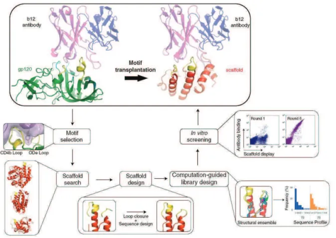 Figure I.17 : Schéma des étapes de conception in silico de ligands ciblant lanticorps b12 par transfert dun motif discontinu  constitué de deux boucles présentes dans la protéine gp120, sur des plates-formes non apparentées (Azoitei et al., 2011)