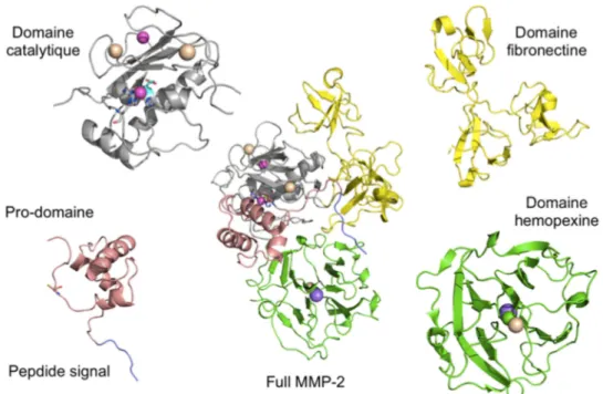 Figure 7 : schéma représentant tous les domaines protéiques observés dans les différentes MMP 