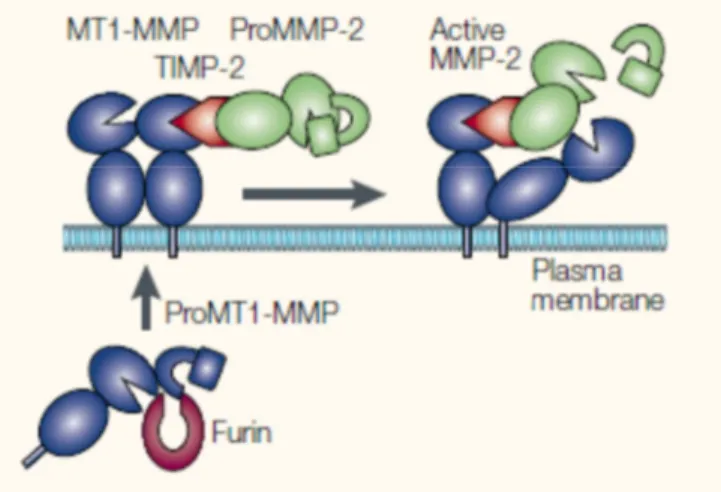 Figure  10 :  schéma  résumant  les  étapes  proposées  pour  l’activation  de  la  MMP-2  faisant  intervenir  la      MMP-14 et le TIMP-2 70   