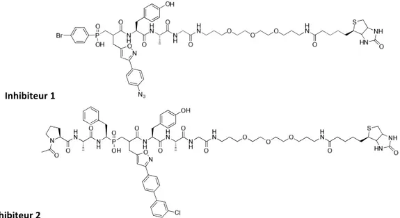 Figure 44 : structure chimique de l’inhibiteur photoactivable 1 et de l’inhibiteur 2 