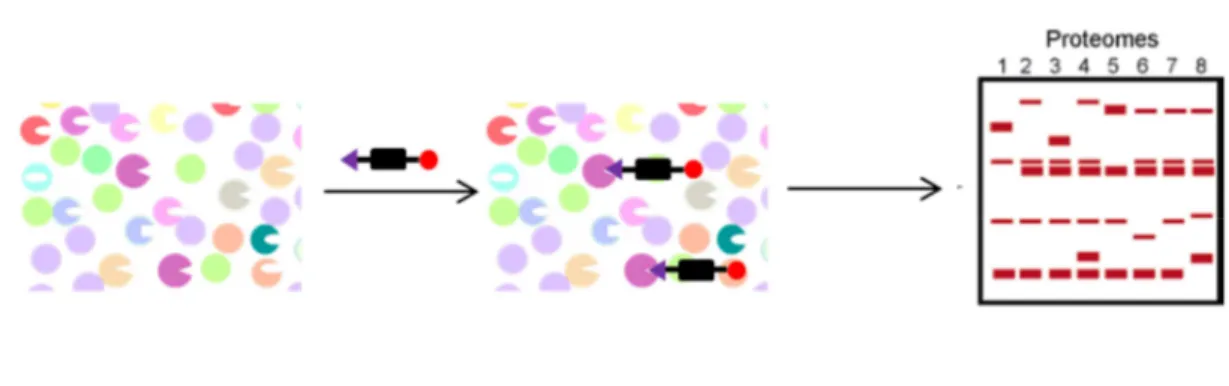Figure 45 : schéma de principe d’une sonde ABP comportant : une composante inhibitrice (noir), une espèce  chimique réactive (violet) et une étiquette (rouge) 