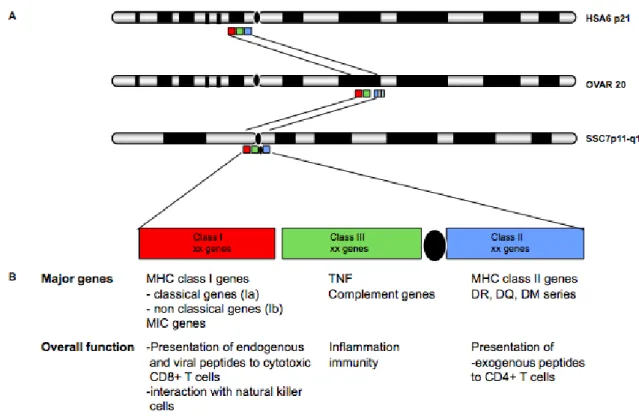 Figure I: General organization of MHC in human, pig and ovine 