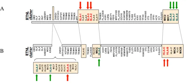 Figure II: The genomic organization of the pig and human MHC class I regions 