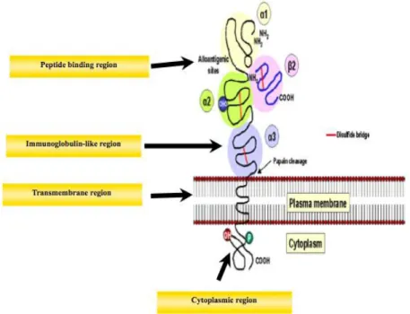 Figure III: The structure of MHC class I molecules 