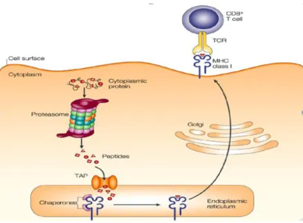 Figure V: MHC class I antigen presentation procedure 