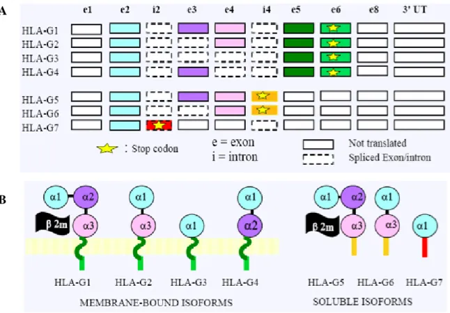 Figure IX: Alternatively HLA-G transcripts and protein isoform structure 