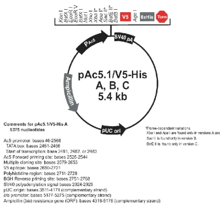 Figure XII: Map and features of the expression vector pAc5.1/V5-His 