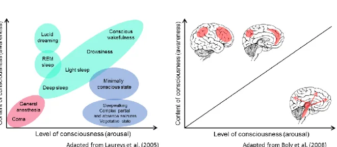 Figure 3. Level and content of consciousness. 