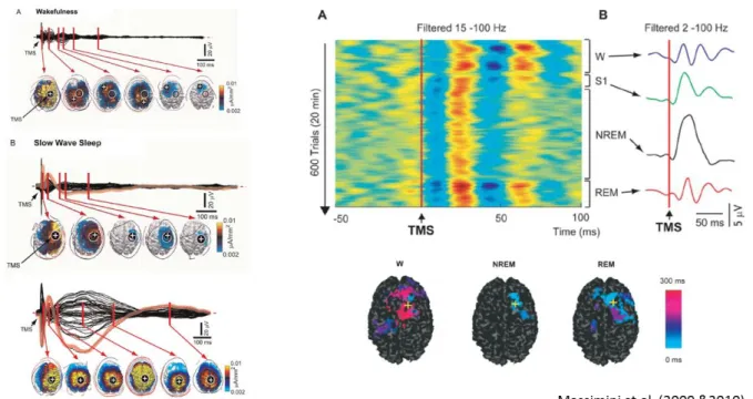 Figure 9. Cortical responses to TMS pulses in sleep 