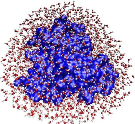 Figure  3.  La  couche  d’hydratation  de  la  myoglobine.  La  surface  de  la  protéine  est  représentée  en  bleu