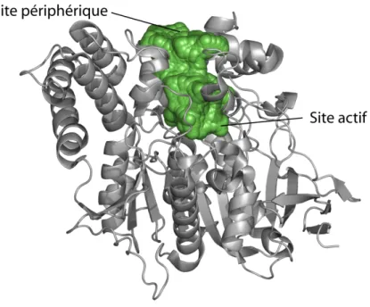 Figure  7.  Vue  d’ensemble  de  la  TcAChE.  La  structure  secondaire  de  l’enzyme  est  représentée  par  des 